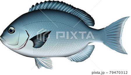 メジナ　魚イラスト　ベクター　(クロメジナ) 79470312