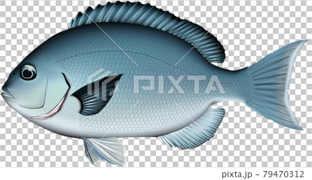メジナ 魚イラスト ベクター クロメジナ のイラスト素材