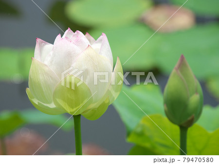 佐賀城お堀に綺麗に咲く蓮の花 79470580