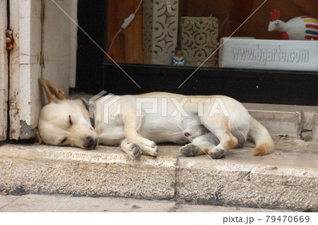 犬 狗 わんこ 79470669