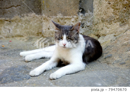 猫 ねこ ネコ 79470670