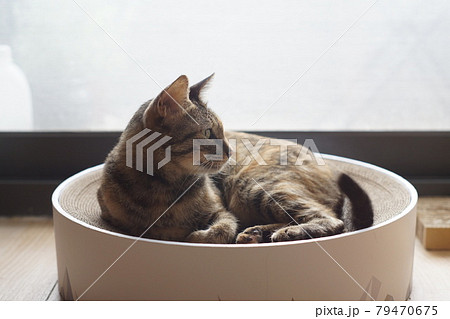 猫 ねこ ネコ 79470675