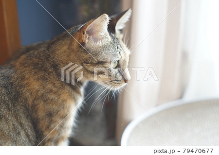 猫 ねこ ネコ 79470677