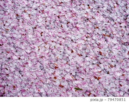桜の花びらのパターン(はりまや橋公園のソメイヨシノの花筏) 桜の花びらのパターン(はりまや橋公園のソメイヨシノの花筏) 79470851