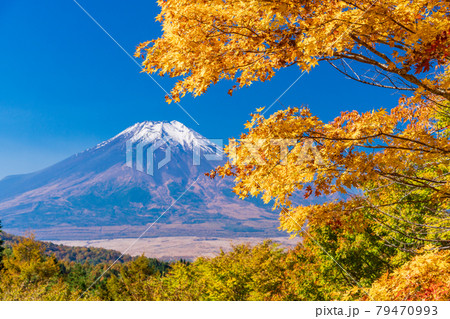 （山梨県）二十曲峠の紅葉、冠雪した富士山 79470993