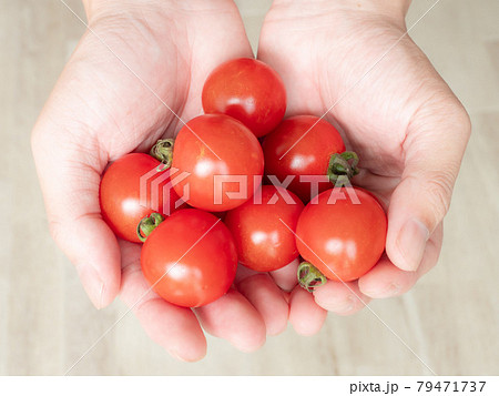 手に乗せたミニトマト 手に乗せたミニトマト 79471737