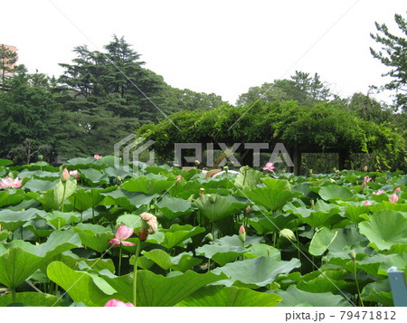 落ち始めた花弁の千葉公園のオオガハスの桃色の花 落ち始めた花弁の千葉公園のオオガハスの桃色の花 79471812