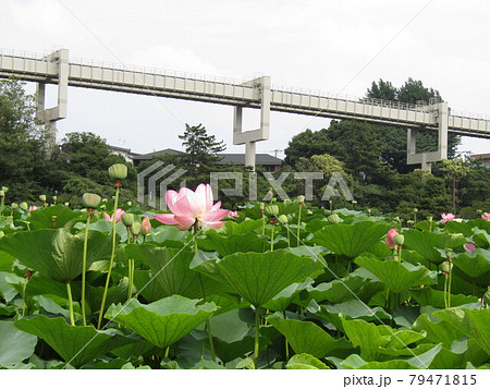 落ち始めた花弁の千葉公園のオオガハスの桃色の花 落ち始めた花弁の千葉公園のオオガハスの桃色の花 79471815