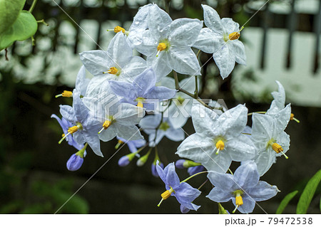 悪いように見えない可愛らしいワルナスビの花 79472538