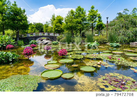 滋賀県草津市 水生植物公園みずの森のウォーターガーデン花影の池の写真素材