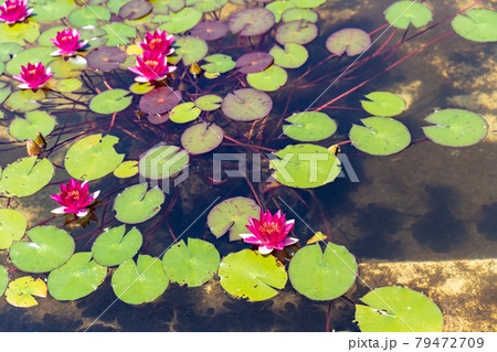 滋賀県草津市 水生植物公園みずの森のウォーターガーデン花影の池に浮かぶ水蓮の花の写真素材