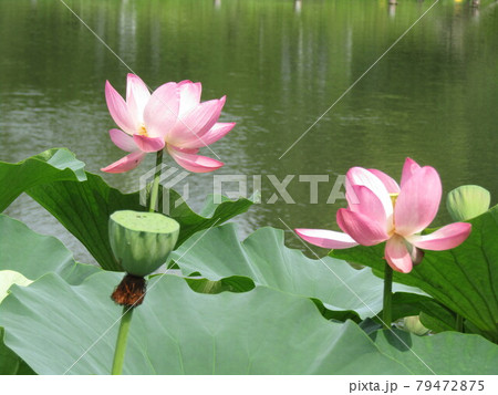 落ち始めた花弁の千葉公園のオオガハスの桃色の花 79472875