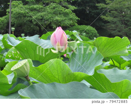 落ち始めた花弁の千葉公園のオオガハスの桃色の蕾 落ち始めた花弁の千葉公園のオオガハスの桃色の蕾 79472885