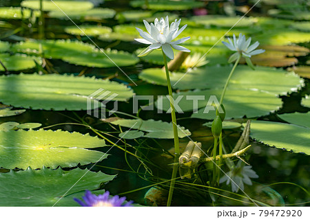 滋賀県草津市 水生植物公園みずの森の温室ロータス館の池に浮かぶ水蓮の花の写真素材