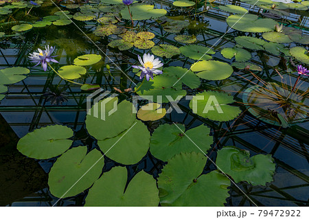 滋賀県草津市　水生植物公園みずの森の温室ロータス館の池に浮かぶ水蓮の花 79472922