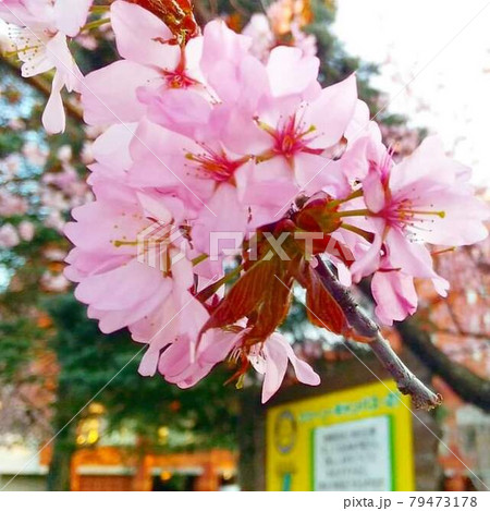 北海道帯広市の公園の桜 79473178