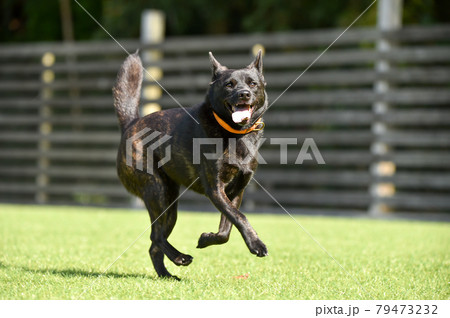 グランで遊ぶ甲斐犬 79473232