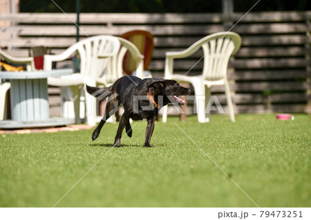 グランで遊ぶ甲斐犬 グランで遊ぶ甲斐犬 79473251