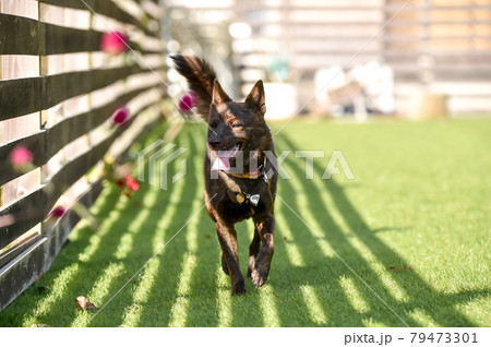 グランで遊ぶ甲斐犬 グランで遊ぶ甲斐犬 79473301
