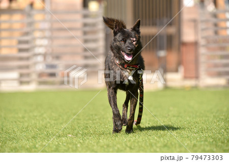 グランで遊ぶ甲斐犬 グランで遊ぶ甲斐犬 79473303