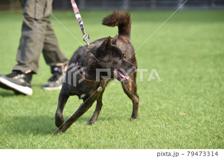 グランで遊ぶ甲斐犬 グランで遊ぶ甲斐犬 79473314