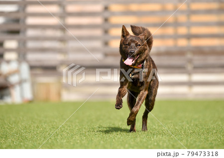 グランで遊ぶ甲斐犬 グランで遊ぶ甲斐犬 79473318