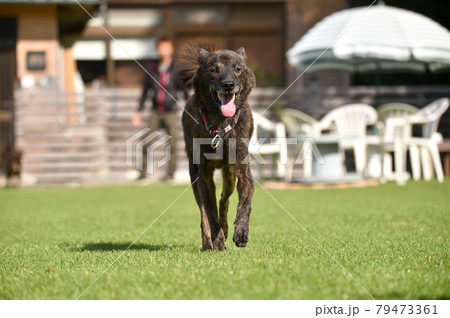 グランで遊ぶ甲斐犬 グランで遊ぶ甲斐犬 79473361