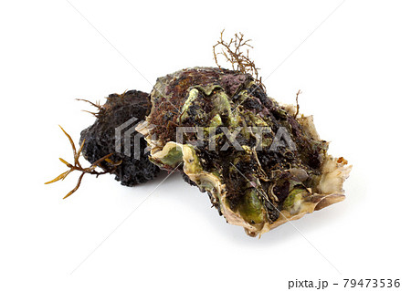 Oyster Oyster 79473536