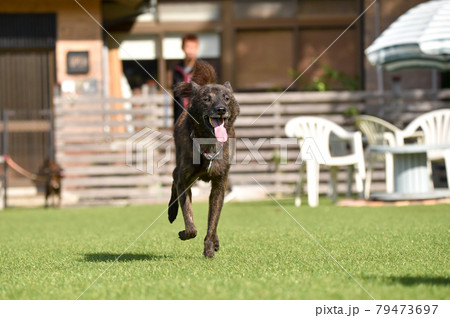 ドッグランで遊ぶ甲斐犬 ドッグランで遊ぶ甲斐犬 79473697