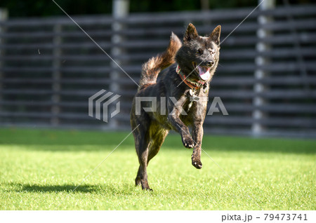 ドッグランで遊ぶ甲斐犬 79473741