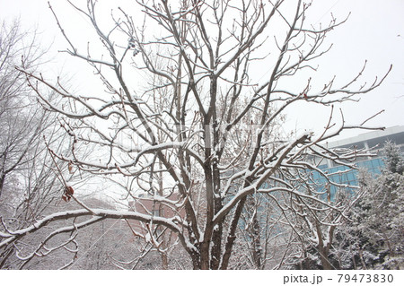snow on ground and tree branches in winter snowfall season snow on ground and tree branches in winter snowfall season 79473830
