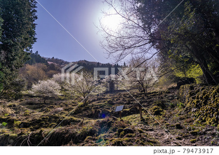 兵庫県養父市　樽見の大桜への元桑畑だという石垣 79473917