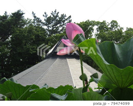 落ち始めた花弁の千葉公園のオオガハスの桃色の花 落ち始めた花弁の千葉公園のオオガハスの桃色の花 79474099