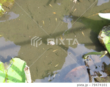 千葉公園のオオガハスの池のメダカ 79474101