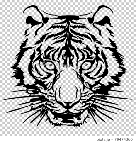 虎の顔面アップ 79474360