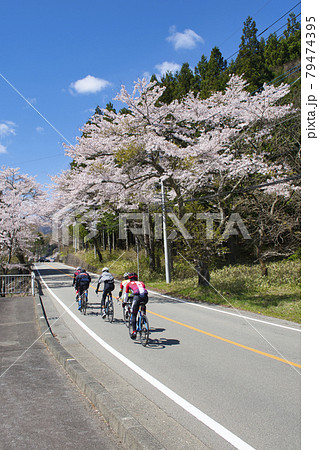 【山梨県道志村】道志みちの桜 【山梨県道志村】道志みちの桜 79474395