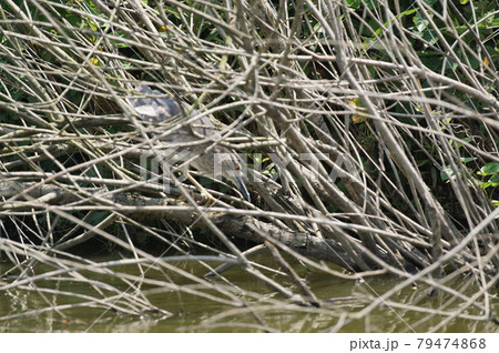池の葦にとまり獲物を狙うゴイサギ 池の葦にとまり獲物を狙うゴイサギ 79474868