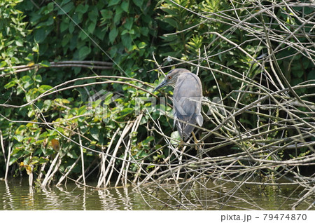 池の葦にとまるゴイサギ 池の葦にとまるゴイサギ 79474870