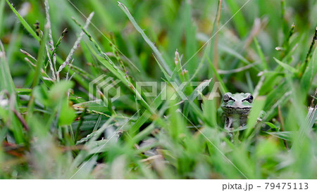 どーこだ？ 79475113