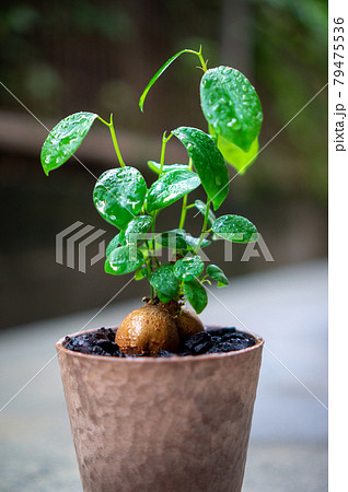 観葉植物のガジュマル 観葉植物のガジュマル 79475536