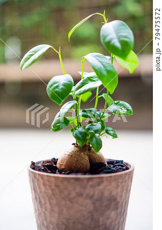 観葉植物のガジュマル 観葉植物のガジュマル 79475572