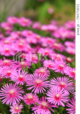 満開の松葉菊のイメージ 79475652