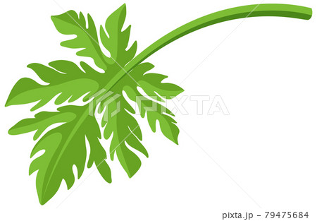 A leaf of papaya fruit isolated cartoon style on white background 79475684