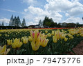 青空と満開のチューリップ畑 青空と満開のチューリップ畑 79475776