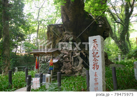 熱海のパワースポット　来宮神社（静岡県熱海市） 79475975