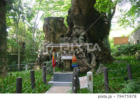 熱海のパワースポット　来宮神社（静岡県熱海市） 79475978