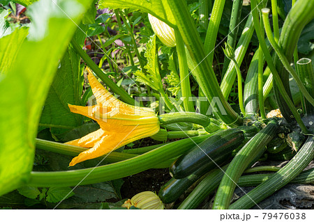 畑に実る夏野菜 ズッキーニの栽培 6月 家庭菜園の写真素材