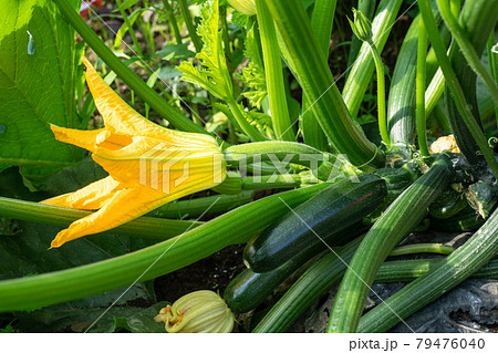 畑に実る夏野菜 ズッキーニの栽培 6月 家庭菜園の写真素材