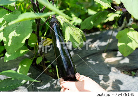 夏野菜ナスの栽培・収穫をする女性 (6月) 家庭菜園 夏野菜ナスの栽培・収穫をする女性 (6月) 家庭菜園 79476149