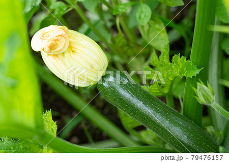 畑に実る夏野菜 ズッキーニの栽培 6月 家庭菜園の写真素材